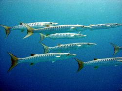 Barracuda , Taken at Barracuda Bombie Great Barrier Reef,... by Joshua Miles 